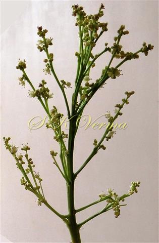  Branches bearing flowers